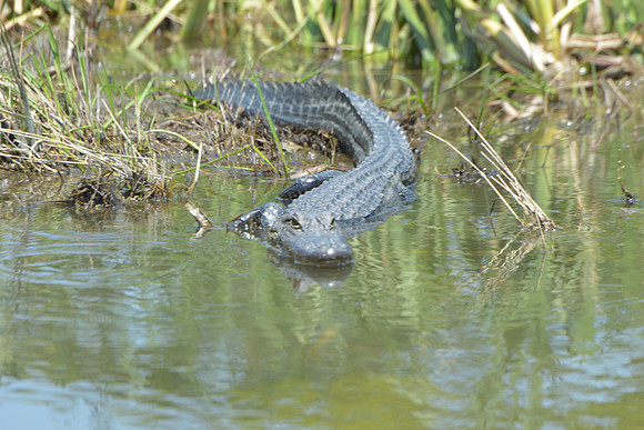 JB1_9733