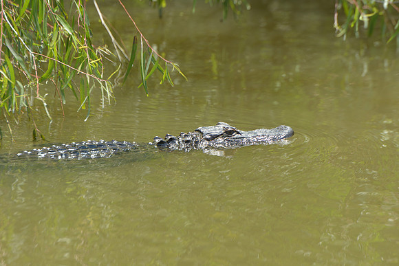 JB1_9751